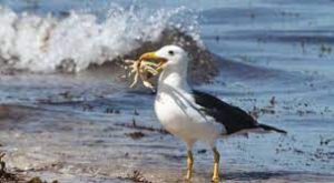 Global warming affecting one of the most monogamous birds, leading to 'break-ups' 1