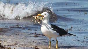 Global warming affecting one of the most monogamous birds, leading to ‘break-ups’