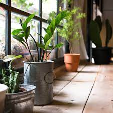 14 Tips For Bringing Plants Inside and Caring for Them Through Winter