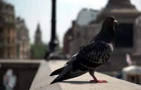 Why Do Pigeons Live in Cities?