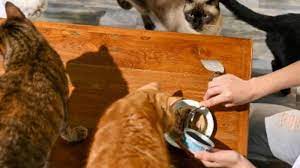 Discarded as Waste for So Long, Silkworm Cat Grub Now Smells Like Success in Taiwan