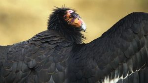 Ray of Hope: Researchers Identify Two Asexual Births Among Critically Endangered California Condors 1 Ray of Hope: Researchers Identify Two Asexual Births Among Critically Endangered California Condors 1