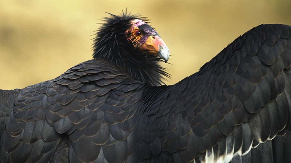Ray of Hope: Researchers Identify Two Asexual Births Among Critically Endangered California Condors