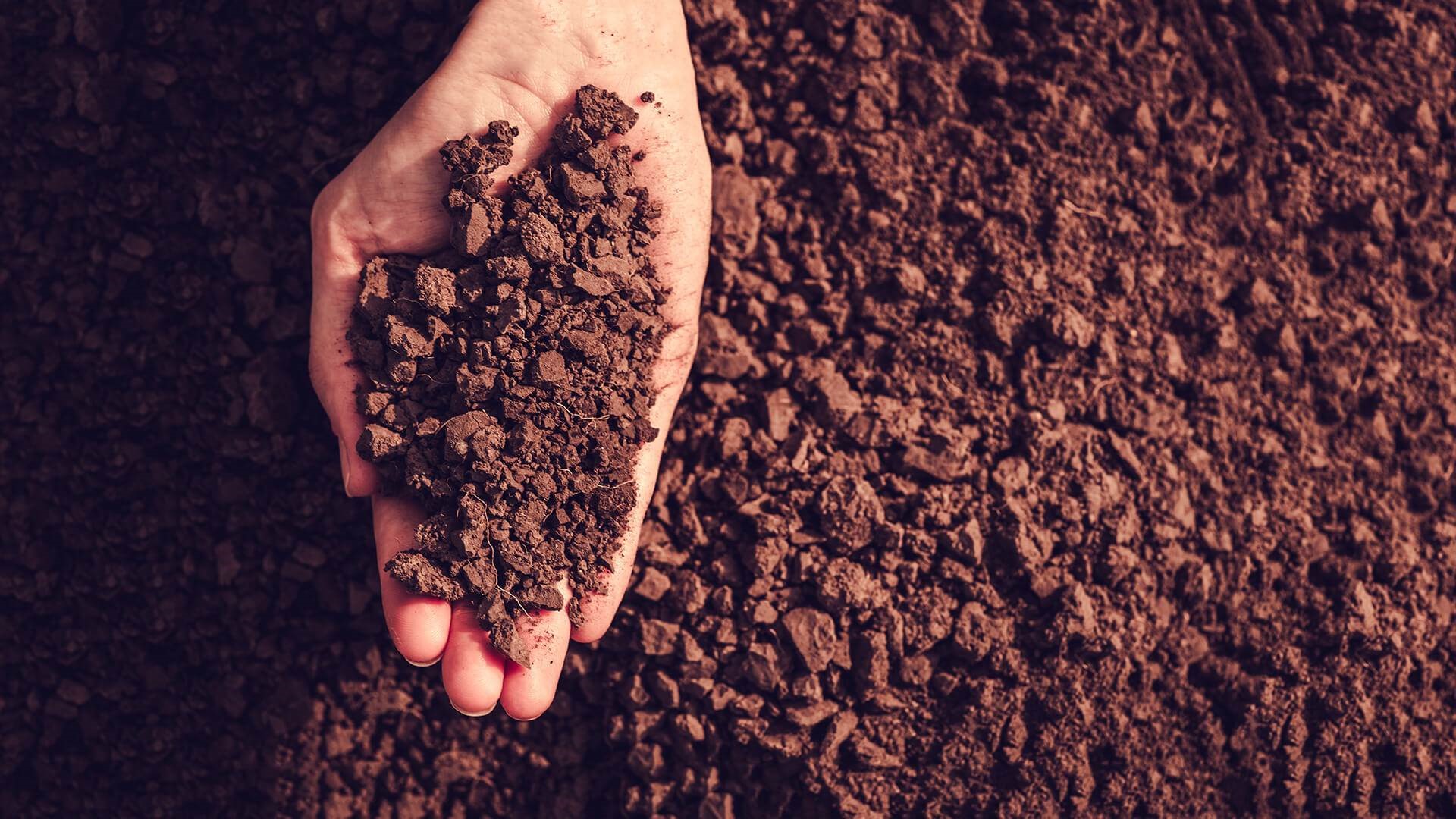 How to keep the Soil Healthy this winter?