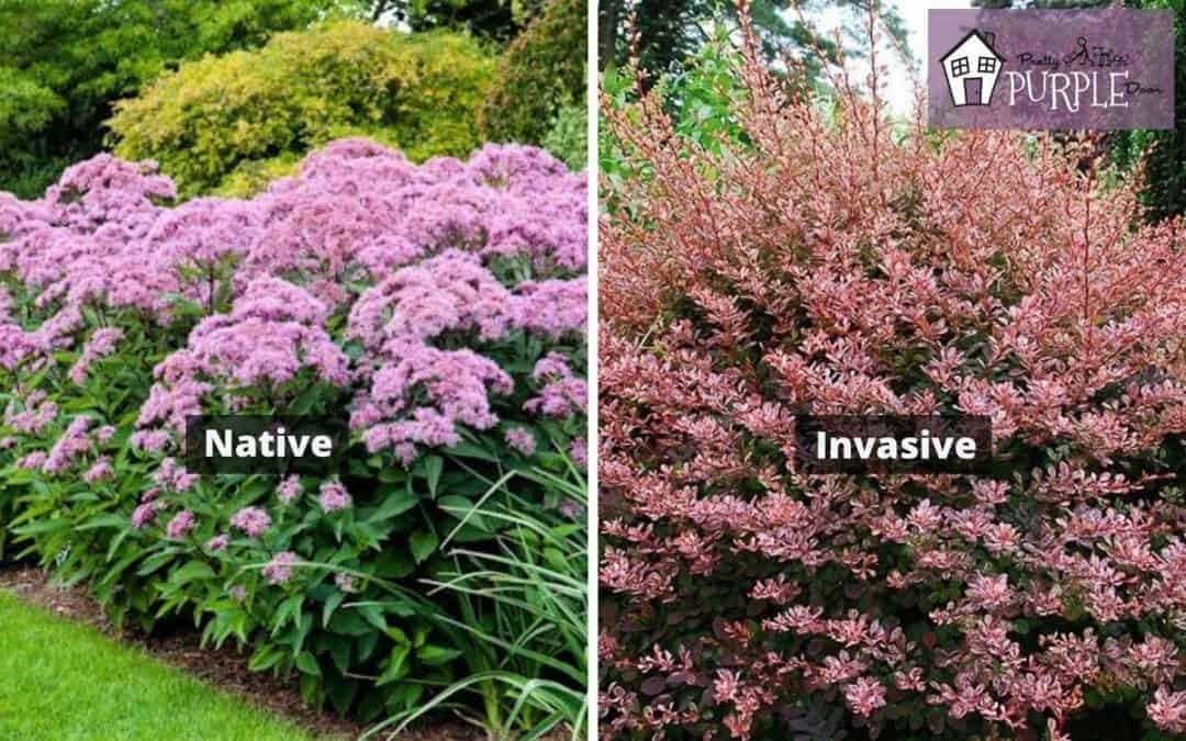 Choosing native plants for your surrounding?