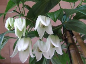 Bring home a Slice of Nature 2 Bring home a Slice of Nature 2