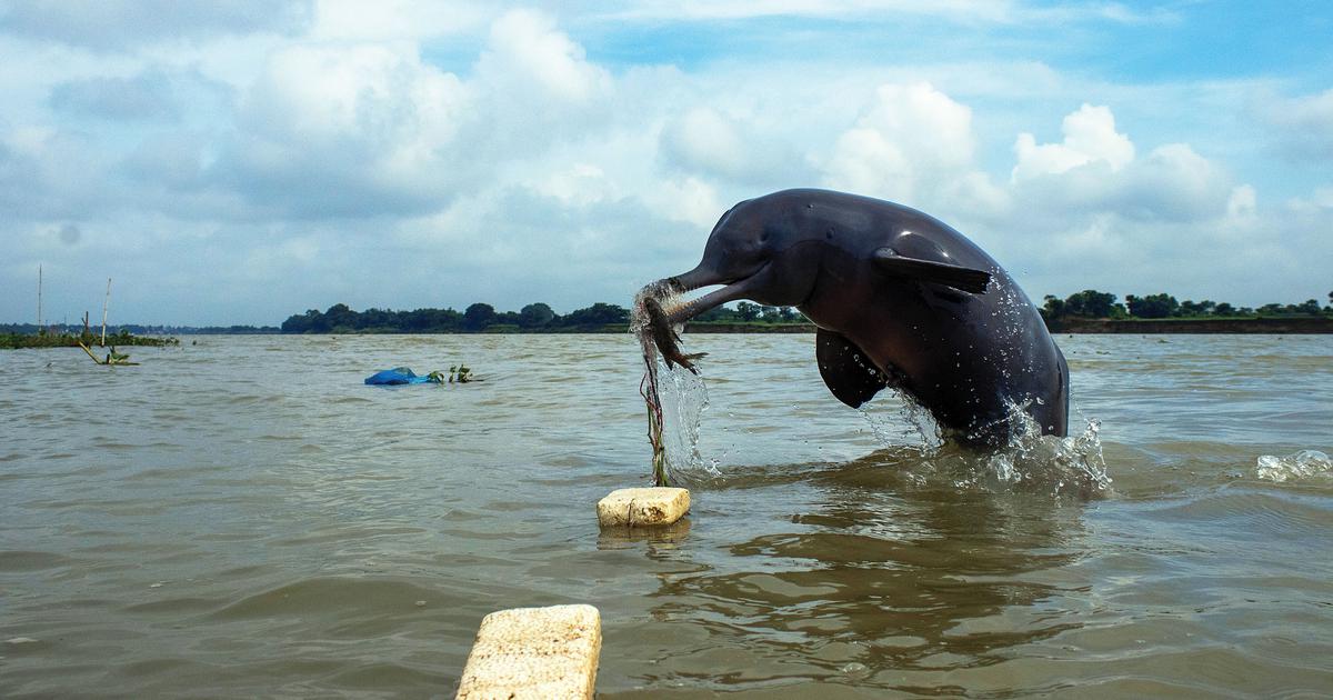 In photos: A Gangetic dolphin’s fish hunt and other picks from Sanctuary Wildlife Photography Awards