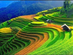 How to keep the Soil Healthy this winter? 2