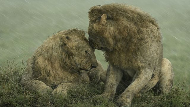 Loving lions and baby elephants: Images from Wildlife Photographer of the Year People’s Choice Award show animals at their best