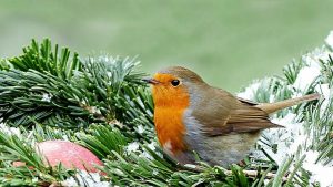Birds in winter: How they survive and what you can do to support them 1