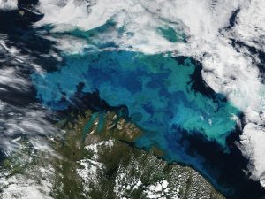 How Climate Change is Sinking Seabirds 1 How Climate Change is Sinking Seabirds 1