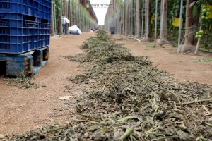 SOIL CONSERVATION DAY REMINDS US OF THE IMPORTANCE OF ORGANIC FARMING METHODS 1