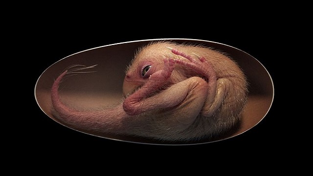 Perfectly preserved baby dinosaur discovered inside fossilized egg