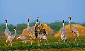 India Has An Incredible Biodiversity & These 10 Facts Prove Just That