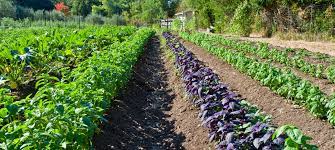 18 Advantages and Disadvantages of Organic Farming in Modern Agriculture