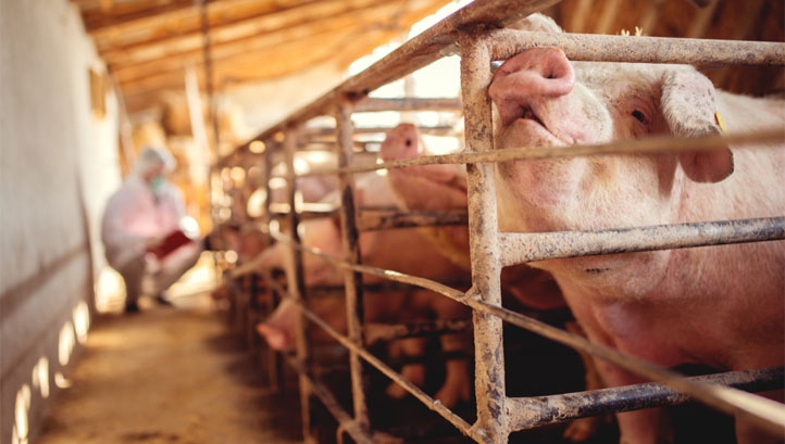 Biodiversity loss: Agriculture ‘threatening 86% of at-risk species’, says major UN-backed report