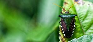 Biodiversity commitment builds hope for 'living in harmony with nature' 1
