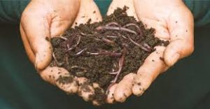 Compost VS Vermicompost: which is better? 1