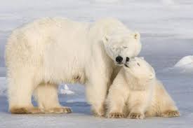 Are Polar Bears Endangered? | Why are Polar Bears Endangered?