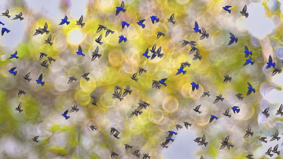 Nature inFocus Photography Contest 2021: Winning Photos Announced! (PHOTOS)