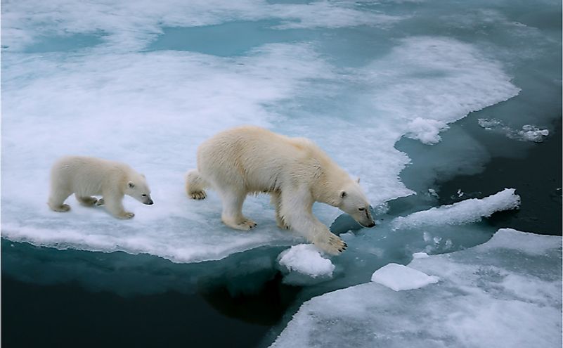 How Is The Polar Bear Adapted To Its Environment?