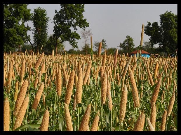 Eating millets can boost growth in children by 26-39%, says study
