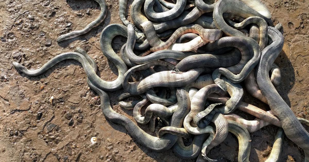 Caught in fishing nets, sea snakes are dying along the Malvan coast of Maharashtra