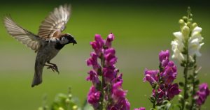 The sparrow is dying out in Indian cities. This is how you can help save it from your terrace 1 The sparrow is dying out in Indian cities. This is how you can help save it from your terrace 1