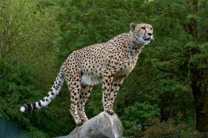 India Proceeds With Plan To Bring Cheetahs Back, but Experts Brace for Bad News 1