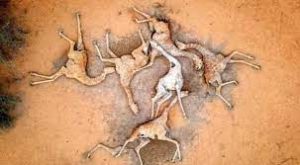 Drought in Kenya: Horrific images show dead giraffes who starved to death 1