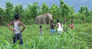 Human-Wildlife Conflict