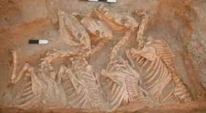 Scientists identify first human-bred hybrid animals by using DNA sequencing 1