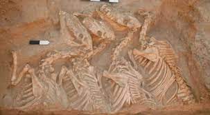 Scientists identify first human-bred hybrid animals by using DNA sequencing