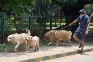 Furore erupts over ban on 'ferocious dogs' in Cubbon Park 1
