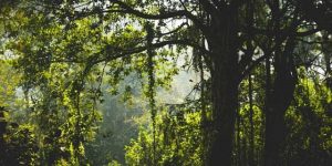 11 states report loss of forest cover in government survey report 1