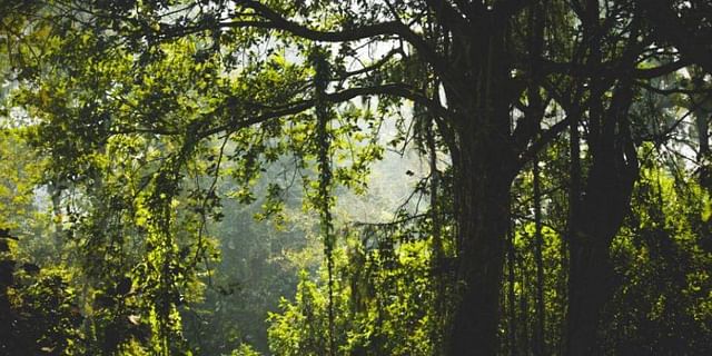 11 states report loss of forest cover in government survey report