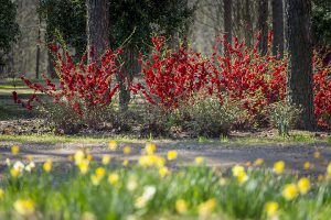 10 Essential Spring Gardening Tasks 1