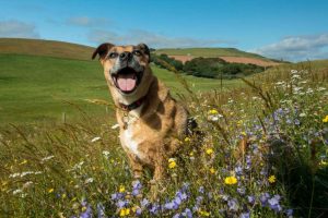 Dog waste may harm nature reserve biodiversity by fertilising the soil 1