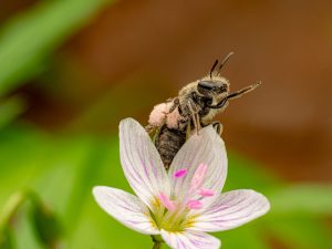 INSECTS IN OUR ECOSYSTEM 1 INSECTS IN OUR ECOSYSTEM 1
