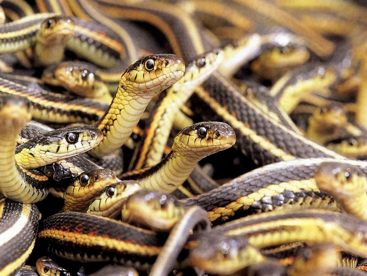 What Can 26,000 Snakes Teach Us About Climate Change?