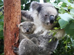 Koalas are now officially an endangered species in parts of eastern Australia 1