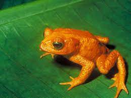 10 Extinct or Nearly Extinct Amphibians to Know More About