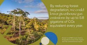 Climate change and biodiversity: twin challenges for today’s business leaders 1