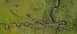 Wetlands: the unsung heroes of the planet 1