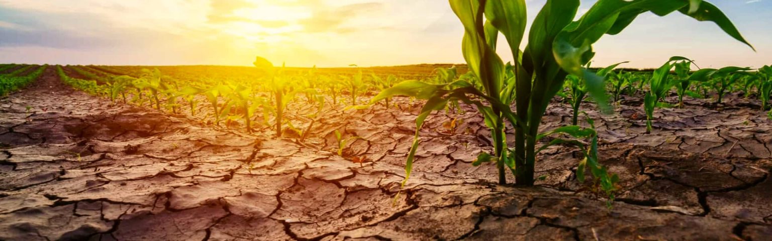How climate change affects agriculture?