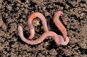 Why earthworms are so important 1