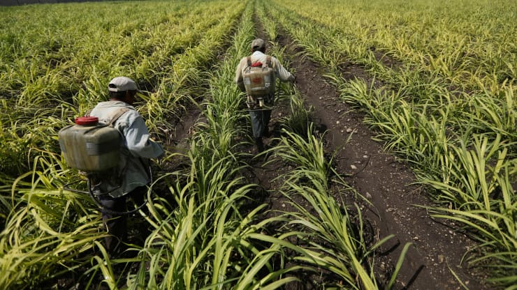 Fertilizer prices are at record highs. Here’s what that means for the global economy