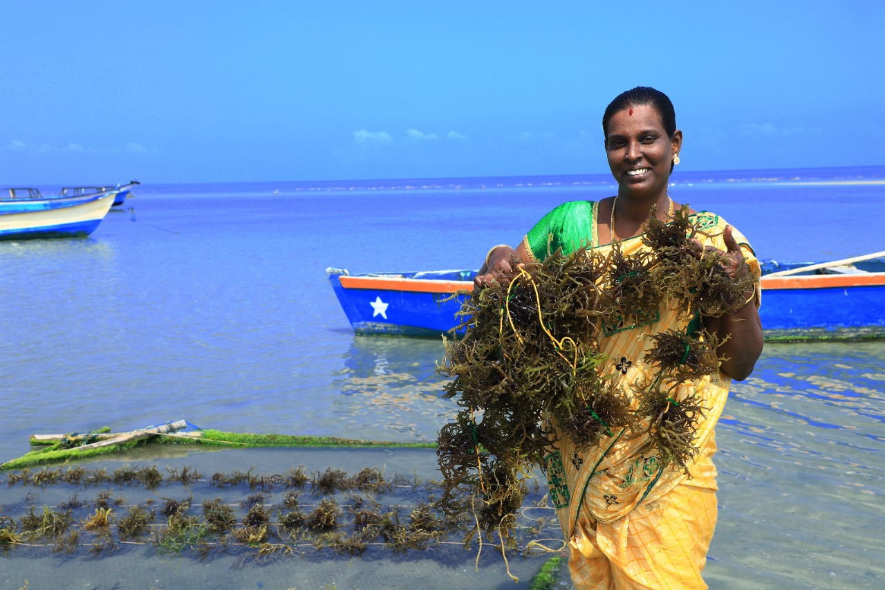 Social organization helps  fishing communities  to reap eco miracle seaweed