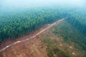 DEFORESTATION AND CLIMATE CHANGE 1