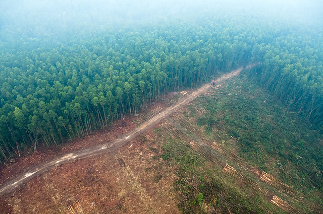 DEFORESTATION AND CLIMATE CHANGE